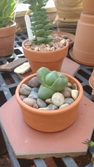 Pleiospilos