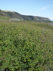 Muehlenbeckia complexa grandifolia