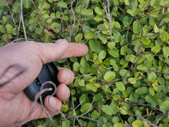 Muehlenbeckia complexa grandifolia