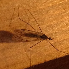 Dicranomyia marmorata