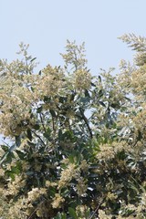 Brachylaena transvaalensis