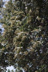 Brachylaena transvaalensis