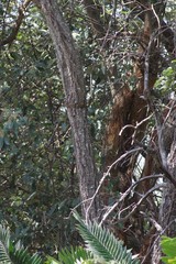 Brachylaena transvaalensis