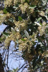 Brachylaena transvaalensis