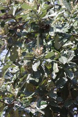 Brachylaena transvaalensis