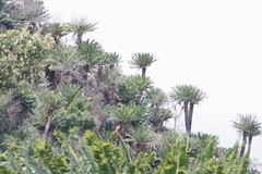 Encephalartos transvenosus