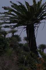 Encephalartos transvenosus