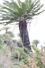 Encephalartos transvenosus