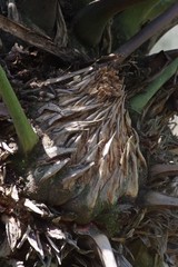 Encephalartos transvenosus