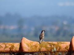 Passer domesticus