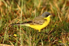 Motacilla flava thunbergi