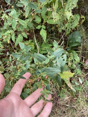 Hypericum graveolens