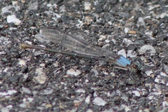 Argia moesta