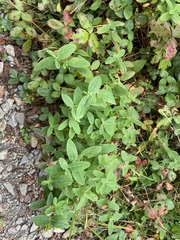 Hypericum graveolens