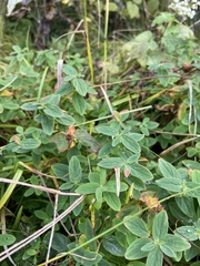 Hypericum graveolens