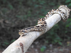 Crotalus tzabcan