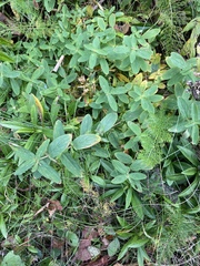 Hypericum graveolens