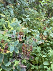 Hypericum graveolens