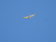 Gelochelidon nilotica