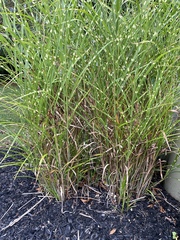 Carex virgata