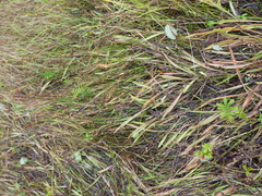 Plantago macrocarpa