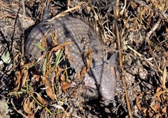 Chaetophractus vellerosus