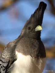 Corythaixoides leucogaster