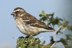 Crithagra reichenowi