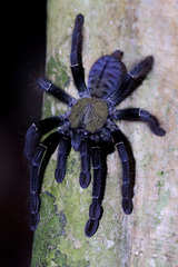 Ornithoctoninae