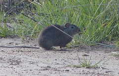 Galea musteloides