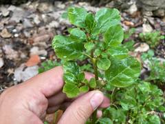 Trianthema portulacastrum