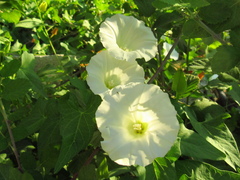Calystegia sepium sepium