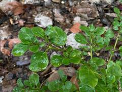 Trianthema portulacastrum