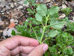 Trianthema portulacastrum