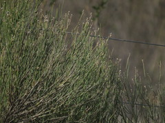 Baccharis spartioides