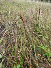 Plantago macrocarpa