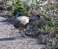 Nothoprocta cinerascens
