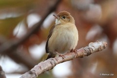 Cisticola troglodytes
