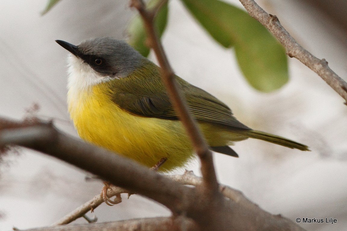 Green-backed Eremomela illustration