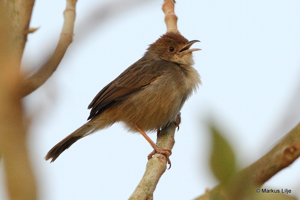 Boran Cisticola illustration