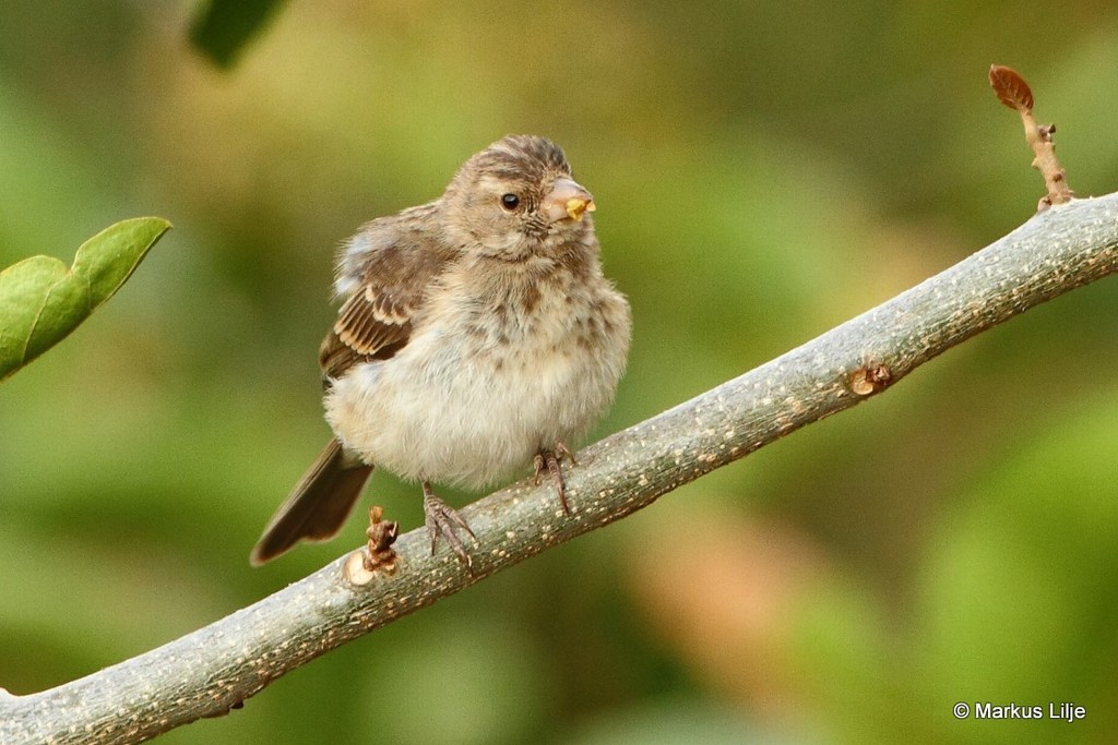 Yellow-rumped Serin photo
