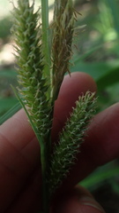 Carex clavata