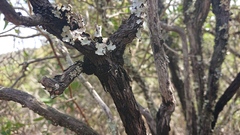 Hormiscium ericae