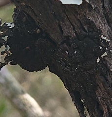 Hormiscium ericae