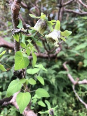 Codonopsis rotundifolia