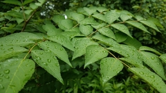 Aralia elata