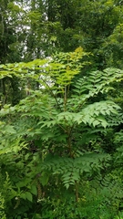 Aralia elata