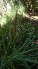 Carex clavata