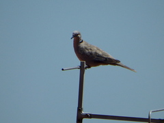 Streptopelia decaocto