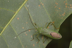 Homoeocerus graminis
